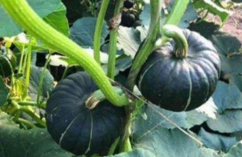 网红吃瓜白珍珠视频,口感揭秘引网友热议