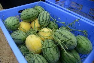 国内最大的吃瓜网,热点事件背后的真相与笑料