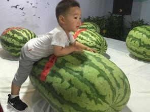 永年网吃瓜事件最新,揭秘网络舆论的风暴与真相