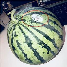 南京网红吃瓜,揭秘网络热点的背后真相