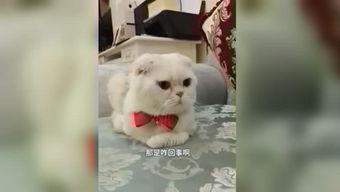 娱乐吃瓜君和刘二豆